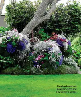  ??  ?? Hanging baskets on display in Jenny and Guy Oakley's garden