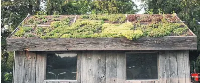  ?? MARKCULLEN.COM ?? The roof on one of Mark’s garden sheds grows hardy, low-water perennials that he lets go dormant when the weather is dry.