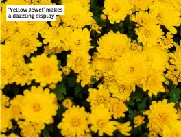  ?? ?? ‘Yellow Jewel’ makes a dazzling display