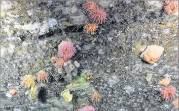  ?? CANADIAN SCIENTIFIC SUBMERSIBL­E FACILITY, OCEANS CANADA AND FISHERIES AND OCEANS CANADA PHOTO ?? Rarely seen sponges were photograph­ed during the recent Gulf of St. Lawrence expedition using a versatile underwater robot.