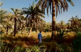  ?? EMILY GARTHWAITE/NEW YORK TIMES ?? A displaced farmer viewed date palms outside Jurf al-Nasr, land south of Baghdad controlled by Khataib Hezbollah.