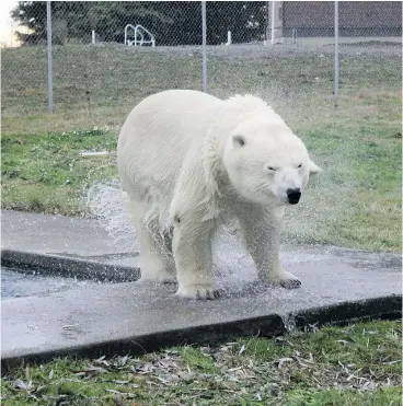  ?? MARK DUMAS ?? To animal rights activists who criticize him for keeping Agee the polar bear, animal trainer Mark Dumas says, “It’s something that she likes to do.”