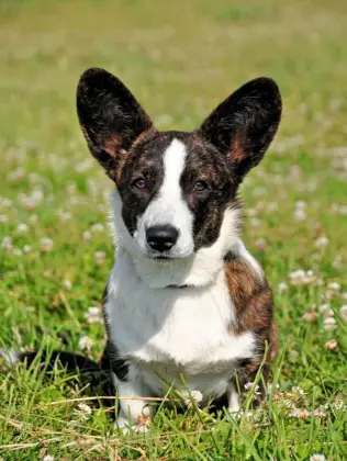  ??  ?? The ears of this brindle Cardigan corgi are more rounded at the tip than the Pembroke’s. Most corgis have brown eyes (right).