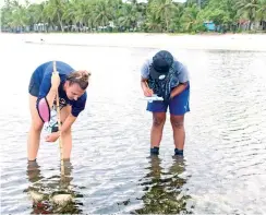  ?? Lau. Photo: Kelera Sovasiga ?? Seagrass researcher Carrie Wentzel inspecting the seagrass in Fulaga,