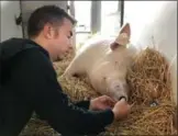  ?? STEVE JENKINS PHOTO ?? Derek Walter administer­s oxygen to Esther the pig upon arrival at Ontario Veterinary College last week.