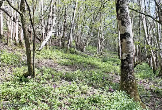  ??  ?? Woodland floor, Cove Down