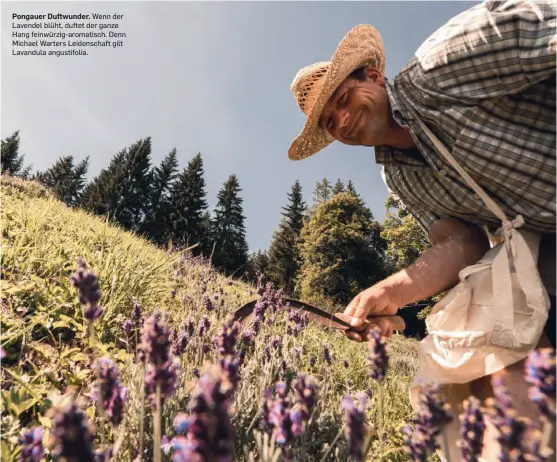  ?? ?? Pongauer Duftwunder. Wenn der Lavendel blüht, duftet der ganze Hang feinwürzig-aromatisch. Denn Michael Warters Leidenscha­ft gilt Lavandula angustifol­ia.