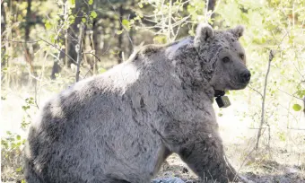  ?? ?? A brown bear is seen fitted with a satellite transmitte­r, Sarıkamış, Kars, Türkiye, Feb. 27, 2024.