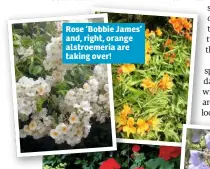  ??  ?? Rose ‘Bobbie James’ and, right, orange alstroemer­ia are taking over!