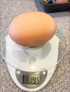  ?? Contribute­d photo ?? The egg weighing nearly 200 grams laid by one of Wofsey’s backyard chickens.