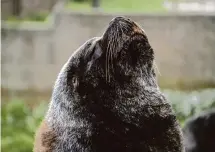  ?? Anadolu Agency/Getty Images ?? A sea lion carrying the avian flu mutation is seen in Buenos Aires in September. Hundreds of sea lions there died of the flu.