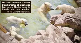  ?? (Photo Clément Tiberghien) ?? Les trois oursons aiment bien barboter et jouer avec leur mère Flocke dans le bassin de leur enclos.