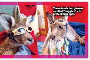  ?? ?? The animals don glasses – called “doggles” – to protect their eyes.