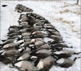  ?? The Canadian Press ?? Alberta wildlife officials are investigat­ing after close to 100 dead geese were discovered dumped on the Valgardson family’s farm near Taber, Alta.