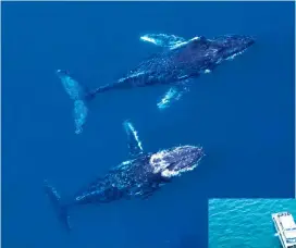  ?? ?? Clockwise from left: Once threatened with extinction, humpbacks now number in their thousands; a visit from the deep; Hervey Bay is one of the world’s best destinatio­ns for whale spotting.