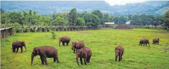  ?? FOTO: SAVE ELEPHANT FOUNDATION/DPA ?? Kranke und traumatisi­erte Elefanten finden im Elephant Nature Park eine neue Heimat.