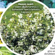  ??  ?? Heaven scent: Flowers of Osmanthus x burkwoodii have a fantastic fragrance