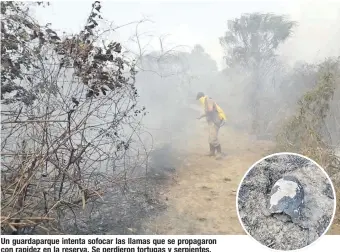  ??  ?? Un guardaparq­ue intenta sofocar las llamas que se propagaron con rapidez en la reserva. Se perdieron tortugas y serpientes.