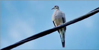  ??  ?? The mourning dove, by numbers killed and numbers of hunters who pursue it, is, by far, the most popular game bird in Arkansas and North America. Becoming a good enough marksman to bag a limit requires lots of practice and training.