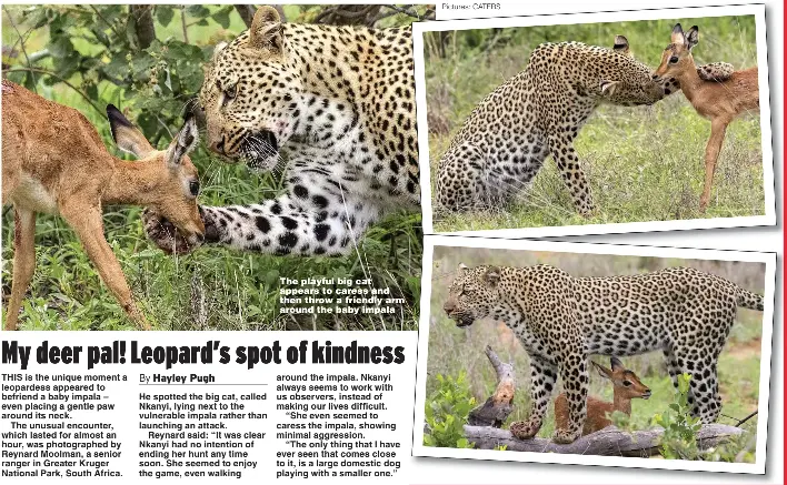 Spotted Deer alarm call for a Leopard 