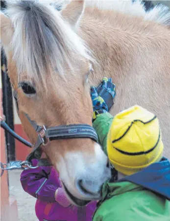  ?? FOTO: MARIENPFLE­GE ?? Die Ruhe weg haben die norwegisch­en Fjordpferd­e des Kinder- und Jugenddorf­s Marienpfle­ge. Sie werden beim heilpädago­gischen Reiten eingesetzt.