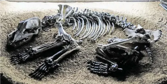  ?? BILD: SN/UNI WIEN/ BY RAINER LIPPERT [CC0], FROM WIKIMEDIA COMMONS. ?? So schaut das Skelett eines Höhlenbäre­n aus.