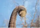  ?? THE COMMERCIAL APPEAL MAX GERSH / ?? An elephant pulls hay from a suspended barrel Wednesday, Feb. 19, 2020, at the Memphis Zoo.