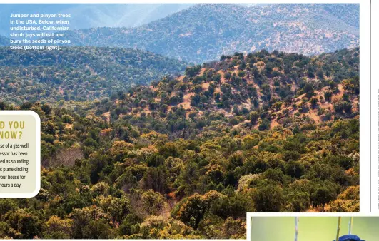  ??  ?? Juniper and pinyon trees in the USA. Below: when undisturbe­d, California­n shrub jays will eat and bury the seeds of pinyon trees (bottom right).