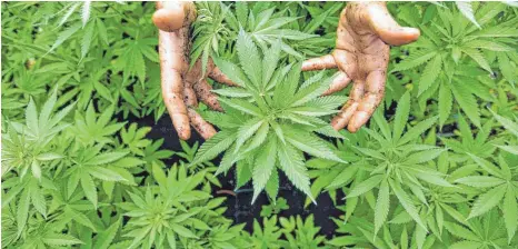  ?? FOTO: ABIR SULTAN/DPA ?? Grüne und FDP wollen Cannabis auch als Rauschmitt­el legalisier­en. In einer neuen Koalition könnten sie damit Erfolg haben.