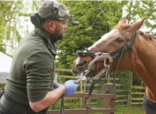  ??  ?? Have your horse’s teeth examined by a vet at least once a year in order to keep chewing surfaces free of painful points.