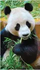  ??  ?? BEAR NECESSITIE­S: Tian Tian, left, and Yang Guang, having a bamboo snack