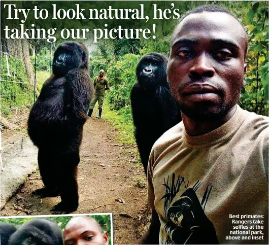  ??  ?? Best primates: Rangers take selfies at the national park, above and inset