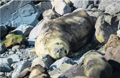  ?? PHOTO: WYATT RYDER ?? Here’s looking at you . . . A juvenile elephant seal once again relaxes on the rocky shore of the Oamaru Blue Penguin Colony yesterday. A fur seal can be seen sleeping on a rock in the foreground.