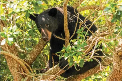  ?? Photograph: Roger Simmons/ Orlando Sentinel via Getty Images ?? A presumably sober black bear in a tree in Lake Eola Park in downtown Orlando, Florida, on 4 June 2023.