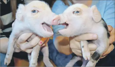  ?? SHARON MONTGOMERY DUPE/CAPE BRETON POST ?? These two piglets are being raised in the Huntington family home near Marion Bridge. Kelly Huntington, whose husband is manager of Two Rivers Wildlife Park, said they’ve often had to bring animals home that had to be hand-raised or watched until able...