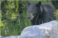  ?? POSTMEDIA NEWS files ?? Four black bears are dead after being hit on the highways
and railways in mountain parks during the past week.