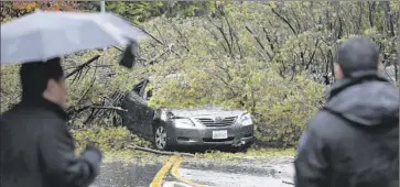  ?? Katie Falkenberg Los Angeles Times ?? A TREE fell on a car on Beverly Glen Boulevard in the Hollywood Hills. Wednesday’s rain was heavy but uneven, with La Cañada Flintridge getting 2.17 inches and Long Beach seeing only a third of an inch.