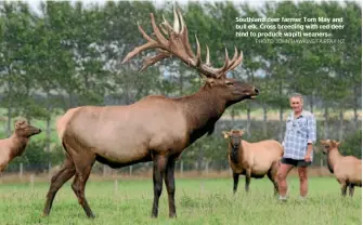  ?? PHOTO: JOHN HAWKINS/FAIRFAX NZ ?? Southland deer farmer Tom May and bull elk. Cross breeding with red deer hind to produce wapiti weaners.