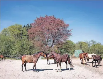  ?? FOTOS: DANIEL ELKE ?? Auf dem Ventenhof in Rahm züchtet das Ehepaar Rainer und Cornelia Dick seit 25 Jahren Quarter Horses. Neben den eigenen Pferden leben auch Pensionspf­erde auf dem Hof.