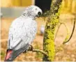  ?? STEVE NICHOLS VIA AP ?? One of five gray parrots to be separated from Lincolnshi­re Wildlife Centre’s colony.