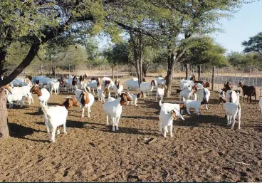  ?? ?? According to Thabo, Boer goats are highly fertile and easy to maintain. He says his kidding rate is over 150% with 50% of his ewes producing twins and triplets.