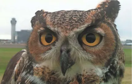  ?? PORT OF PORTLAND ?? A great horned owl captured at Portland Internatio­nal Airport in Oregon was relocated to a more suitable site.