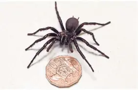  ?? AUSTRALIAN WILDLIFE PARK VIA AP ?? Wildlife experts at the Australian Reptile Park in Somersby on Australia’s Central Coast recently found the largest known male specimen of a poisonous spider. Measuring 7.9 cm, the arachnid, named Hercules, is the biggest male funnel-web spider ever in the wildlife sanctuary.