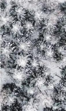  ?? FOTO: FELIX KÄSTLE ?? Eisnadeln statt Tannenzapf­en: Ein Blick von oben zeigt einen Wald voller Nadelbäume im Schnee.