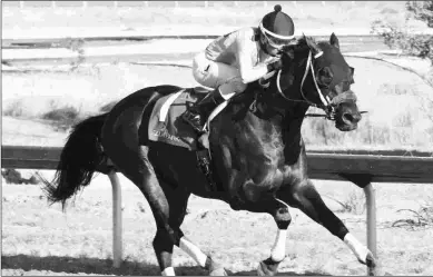  ?? COADY PHOTOGRAPH­Y ?? Code West will likely go favored in Sunday’s Jeffrey A. Hawk Memorial at Remington Park.