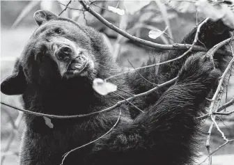  ?? Michael Ciaglo / Staff photograph­er ?? There are two black bears at the Houston Zoo, but officials have no immediate plans to bring in a third. The beasts are rare in Texas; last year there were fewer than 20 confirmed sightings.