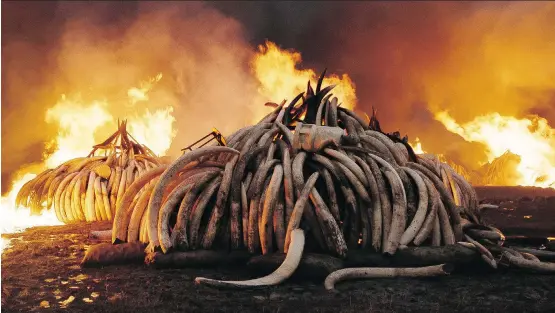  ?? ANTHROPOCE­NE FILMS INC. ?? A scene from Athropocen­e: The Human Epoch shows piles of elephant tusks being burned in Kenya’s Nairobi National Park to stop them from being sold illegally.