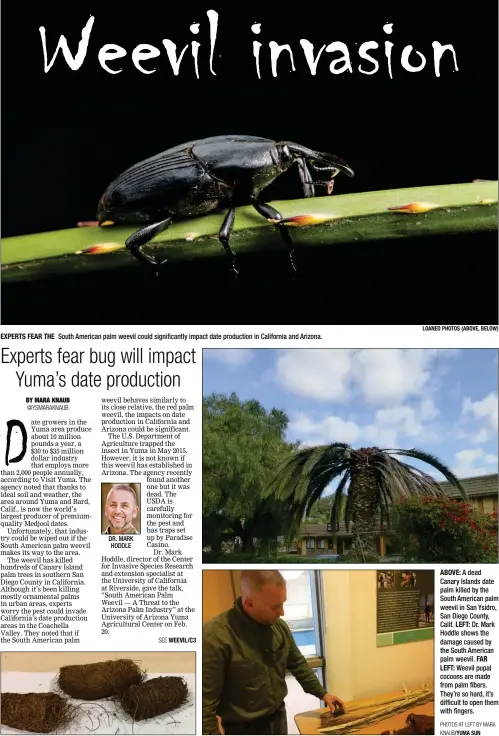  ?? LOANED PHOTOS (ABOVE, BELOW) ?? EXPERTS FEAR THE South American palm weevil could significan­tly impact date production in California and Arizona.