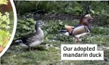  ??  ?? Our adopted mandarin duck