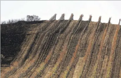  ??  ?? Top: A partially burned vineyard is seen along Highway 121 in Sonoma. The impact last month’s wildfires had on the wine industry was minimal overall, but many face challenges making up for losses sustained during closures at the busiest time of year...